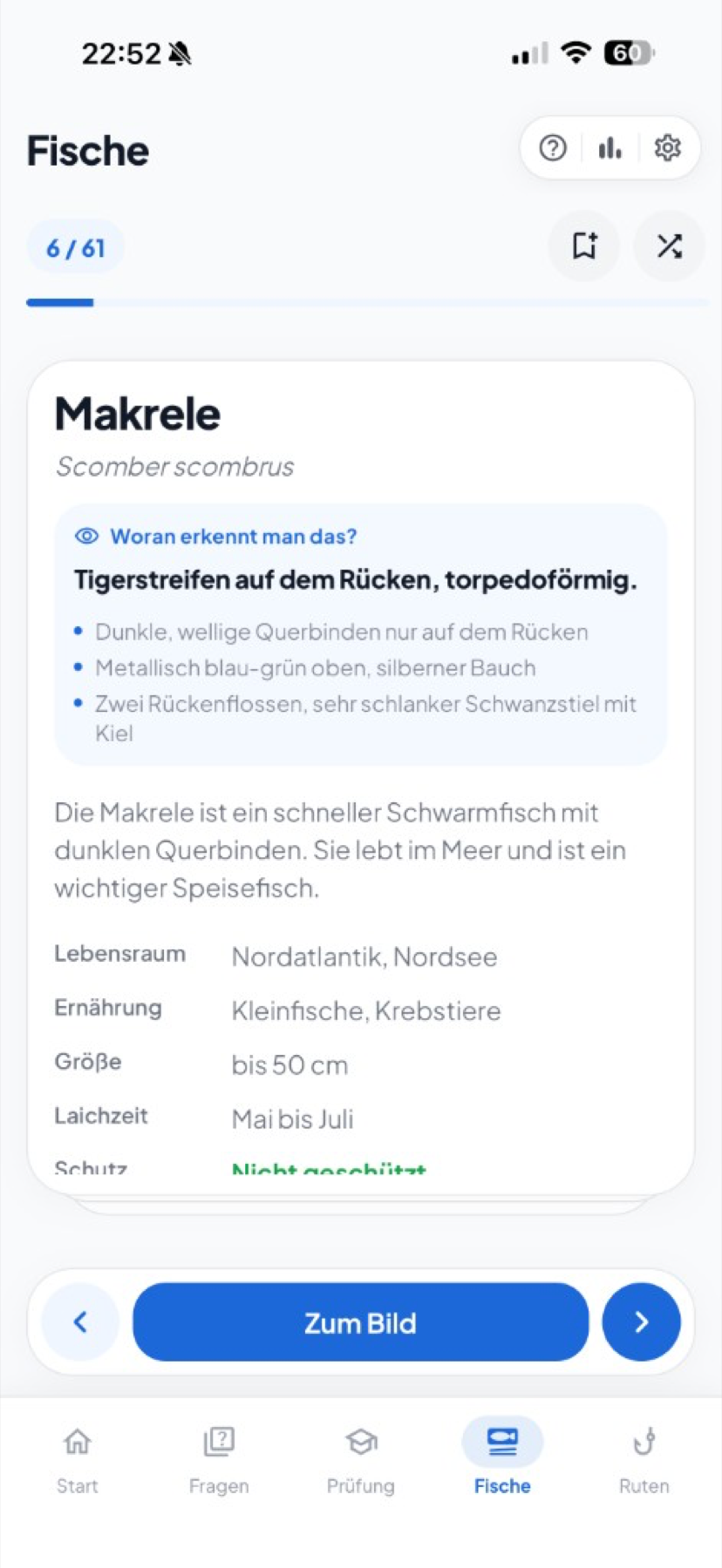 FischFit Lernkarte — Makrele mit Erkennungsmerkmalen